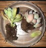 【虧本沖量】多肉植物盆栽新手套餐迷你綠植 雞蛋碧桃1棵 曬單實(shí)拍圖