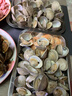 鮮京采 鮮活美貝 17-22粒/斤 凈重5斤 蛤蜊生鮮海鮮 源頭直發(fā) 年貨送禮 曬單實(shí)拍圖