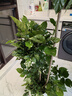愛(ài)優(yōu)尚幸福樹(shù)盆栽客廳室內大型綠植辦公室喬遷新家綠寶凈化空氣源頭直發(fā) 曬單實(shí)拍圖