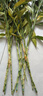 富貴竹水養基地直發(fā)水培植物轉運竹綠植盆景帶根四季水養插鮮花瓶 富貴竹60CM10棵(送生根粉_不含瓶) 曬單實(shí)拍圖