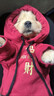 OIMG狗狗衣服春秋冬季小型犬雪納瑞衣服比熊泰迪博美約克夏四腳衣包肚 招財進(jìn)寶紅-M碼【6-8斤】加絨加厚 曬單實(shí)拍圖