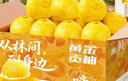 湖南懷化黔陽(yáng)黃金貢柚春香桔柚新鮮象山青甜雪峰小柚子 帶箱10斤凈重9斤60mm起 曬單實(shí)拍圖