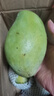 甜萌果蔬金煌芒芒果【多地次日達】當季現摘海南大芒果新鮮水果青芒果整箱 5斤果鋪裝【單果300g+】?jì)?.5斤 曬單實(shí)拍圖