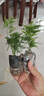 文竹盆栽室內桌面綠植客廳四季常青辦公室凈化好養空氣盆景植物 文竹【15-20厘米左右】一盆 曬單實(shí)拍圖