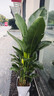 愛(ài)優(yōu)尚天堂鳥(niǎo)綠植盆栽客廳室內辦公室大型綠植好養凈化空氣源頭直發(fā) 曬單實(shí)拍圖