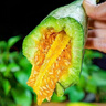 璐亦山東羊角蜜甜瓜新鮮水果整箱當季香瓜應季水果特產(chǎn)蜜瓜送禮包郵 頭茬羊角蜜甜瓜4.5-5斤裝【家庭裝】 曬單實(shí)拍圖