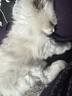貝利葉【貓咪福利】純種布偶貓英短美短緬因德文貓矮腳小幼崽活體寵物貓 寵物級 【純種幼貓】 曬單實(shí)拍圖