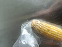 【全網(wǎng)熱銷(xiāo)】東北真空黃糯玉米大棒200g起軟糯拉絲真便宜京東包郵 真空玉米10根*220g 凈重 彩箱發(fā)貨 曬單實(shí)拍圖