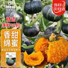 ldeal理想農業(yè) 貝貝南瓜種子甜面糯板栗味高產(chǎn)雜交種正宗貝貝南瓜種籽 曬單實(shí)拍圖
