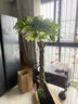 花財主大型植物 辮子發(fā)財樹(shù)綠蘿綠植 各種大盆栽吸甲醛盆栽開(kāi)業(yè)喬遷慶典 辮子發(fā)財樹(shù)1.7-1.8米 含盆 曬單實(shí)拍圖
