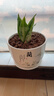 九千谷陶瓷花盆大號 蘭1個(gè)裝 家用綠植綠蘿發(fā)財樹(shù)花盆創(chuàng  )意簡(jiǎn)約中式3895 曬單實(shí)拍圖