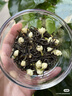 一杯香茶葉茉莉花茶特級500g新茶禮盒裝送禮茉莉綠茶自己喝散裝茗茶 曬單實(shí)拍圖