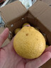 京覓懷化黃金貢柚 凈重3斤 單果120g起 新鮮水果 源頭直發(fā) 包郵 曬單實(shí)拍圖