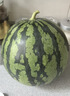 京鮮生 無(wú)籽麒麟大西瓜 1粒裝 凈重7-9斤 生鮮水果 曬單實(shí)拍圖