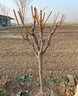 蜂糖李子樹(shù)苗脆甜蜂蜜李嫁接苗糖分高個(gè)大蜜脆李子樹(shù)苗南北方種植 蜂糖李子樹(shù)（粗1cm左右） 2棵(裸根保濕發(fā)貨) 曬單實(shí)拍圖