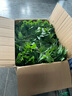 仿真綠蘿葉盆栽假花塑料人造綠植室內外落地盆景隔斷花槽裝飾花卉 大盆+3束綠蘿 曬單實(shí)拍圖