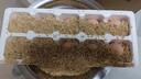 五谷鮮雞蛋 農家鮮雞蛋單枚40g谷物蛋草雞蛋溏心蛋柴雞蛋京東包郵 山林谷物蛋30枚 曬單實(shí)拍圖