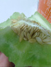 海南玉菇甜瓜冰淇淋現摘正宗新鮮水果整箱當季水果香瓜冰淇淋 【精品裝】 9斤(凈重8.5斤) 曬單實(shí)拍圖