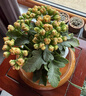 【健康長(cháng)壽】長(cháng)壽花隨機色1盆 曬單實(shí)拍圖