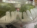 綠寶香瓜2粒裝約700g 曬單實(shí)拍圖