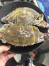 舟山梭子蟹鮮活特大野生大螃蟹新鮮冷凍海鮮水產(chǎn)海蟹飛蟹白蟹順豐 9兩以上/只【5斤凈重 超大肥美】 曬單實(shí)拍圖