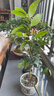 香水檸檬樹(shù)苗水果盆栽可食用驅蚊濃香好養陽(yáng)臺四季花卉室內綠植物 香水檸檬樹(shù)+蓮花瓷盆（全國可種） 曬單實(shí)拍圖