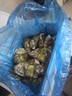 蜀皇乳山生蠔鮮活特大牡蠣海蠣子10斤凈重5XL(16-20只)源頭直發(fā)包 郵  曬單實(shí)拍圖