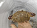 舟山梭子蟹鮮活特大野生大螃蟹新鮮冷凍海鮮水產(chǎn)海蟹飛蟹白蟹順豐 凈重3-4兩/只【10只 精品野生】 曬單實(shí)拍圖