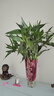 富貴竹水培綠植客廳招財花卉綠植室內辦公室瓶插年宵花春節裝飾 10支富貴竹65cm 曬單實(shí)拍圖