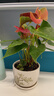 水培紅掌盆栽帶花特大葉大花辦公室內四季多開(kāi)花卉綠植物桌面盆景 大盆紅掌7-10朵花（原盆）送陶粒+營(yíng)養液 含盆 曬單實(shí)拍圖