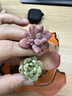 【虧本沖量】多肉植物盆栽新手套餐迷你綠植 2顆不同品種多肉 曬單實(shí)拍圖
