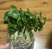銅錢(qián)草水培植物室內辦公室桌面盆栽花卉四季常青綠植凈化空氣懶人 銅錢(qián)草帶葉子特惠款51-70根+營(yíng)養液【1份】 不含盆 曬單實(shí)拍圖