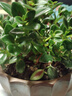 四季常青金魚(yú)花吊蘭盆栽室內綠植花卉多肉植物發(fā)財樹(shù)好養易活客廳 金魚(yú)吊蘭原土盆【買(mǎi)1送1發(fā)兩盆】 曬單實(shí)拍圖