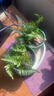 萌肉居狼尾蕨盆栽蕨類(lèi)植物微景觀(guān)室內喜陰綠植狼尾蕨原盆土源頭直發(fā) 曬單實(shí)拍圖