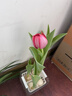 花翁水培植物室內陽(yáng)臺盆栽花卉 混色郁金香4顆+樹(shù)脂方盆+內籃源頭直發(fā) 曬單實(shí)拍圖