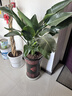 雙盟天堂鳥(niǎo)大型植物客廳綠植盆栽辦公室內鶴望蘭好養落地網(wǎng)紅源頭直發(fā) 曬單實(shí)拍圖