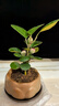 八芽盆栽小盼菩提樹(shù)植物室內禪意盆景辦公室桌面好養綠植源頭直發(fā)包郵 蓮花盆菩提（含紫砂托盤(pán)） 曬單實(shí)拍圖