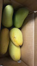 趣嘗鮮海南金煌芒果凈重3斤裝 單果300g+ 新鮮水果 源頭直發(fā) 包郵 曬單實(shí)拍圖