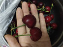 山姆大叔 金獎·國產(chǎn)車(chē)厘子【JD速運-多地次日達】大連美早櫻桃水果禮盒 2斤(凈重) (劃算裝）嘗鮮禮盒  【黑鉆級】巨無(wú)霸 3J 30-32mm 推薦* 曬單實(shí)拍圖