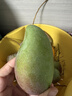 京鮮生海南貴妃芒 芒果凈重4.5斤裝單果150g起 源頭直發(fā) 曬單實(shí)拍圖