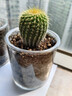 多肉植物仙人掌盆栽室內肉肉仙人球小盆栽開(kāi)花可愛(ài)桌面綠植 金冠+玻璃盆+黃金砂+營(yíng)養土 含盆 曬單實(shí)拍圖