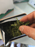 福茗源綠茶安吉金鑲玉白茶葉一號品種新茶明前珍稀白茶節日禮盒250g 【鎮店爆款】 250g*1盒 珍稀白茶 曬單實(shí)拍圖