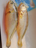 海名威 冷凍黃花魚(yú)700g/2條 寧德大黃魚(yú)地標認證 海鮮海魚(yú) 生鮮魚(yú)類(lèi) 曬單實(shí)拍圖