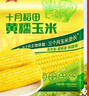 十月稻田 黃甜糯玉米 8根 3.52斤 真空包裝 東北粘玉米棒 低脂早餐 曬單實(shí)拍圖