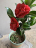 四季茶花紅山茶盆栽陽(yáng)臺露臺庭院綠植帶花苞原盆原土好養活 夏日七心（含盆40厘米以上，帶盆帶花苞發(fā)貨） 四季茶花 曬單實(shí)拍圖