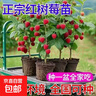樹(shù)莓苗雙季樹(shù)莓覆盆子樹(shù)苗黃紅樹(shù)莓苗南方北方種植盆栽地栽果樹(shù)苗 店長(cháng)推薦5年苗果多【品種留言】 曬單實(shí)拍圖