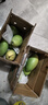 正宗越南玉芒大青芒青皮芒果爆甜特大果鮮果熱帶水果皮薄肉厚鮮甜 綠色 大青金煌芒300克+帶箱4斤（凈重3.7斤） 曬單實(shí)拍圖