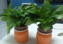 【綠蘿盆栽】吸甲醛凈化空氣水培綠植物懶人花卉好養搬家禮物全 【暢銷(xiāo)2盆】綠蘿+橙色南瓜盆自吸水 整體含盆高度20-25cm 曬單實(shí)拍圖