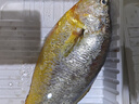 冰鮮 黃花魚(yú)200-300g/條 曬單實(shí)拍圖