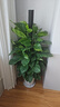 愛(ài)優(yōu)尚大葉綠蘿柱盆栽客廳大型綠植辦公室內除甲醛凈化空氣綠籮源頭直發(fā) 曬單實(shí)拍圖
